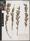 Foto von Salix aurita L. x Salix repens L.